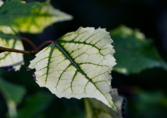 
leaf on a branch background for text macro photo