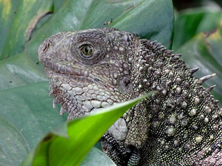 IGUANA, FAUNA , NATURALEZA, REINO ANIMAL,FAUNA EXÓTICA,PIEL 