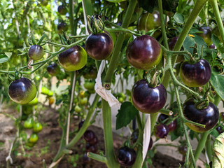 purple holy fruit tomatoes in the process of natural maturation
