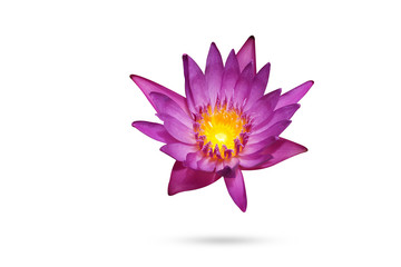 Close-up of the pollen purple lotus flowers blooming isolated on a white background,Ideal for use in the design fairly.