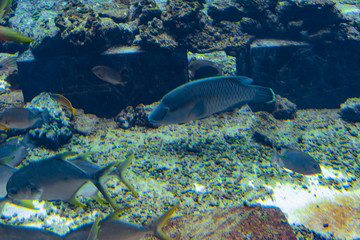 Fototapeta na wymiar The humphead wrasse in aquarium (Cheilinus undulatus, Maori, Napoleon wrasse) is a large species of wrasse mainly found in the Indo-Pacific region. Atlantis, Sanya, Hainan, China.