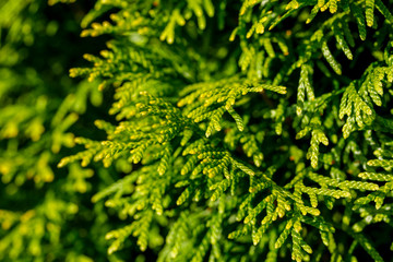 Nahaufnahme einer Thuja-Hecke im Garten