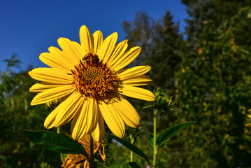 Fototapeta premium Sonnenblume, mehrjährig, Winterhart, Blüte, hübsch, gelb Biene, Nektar, Natur, Bio-Garten