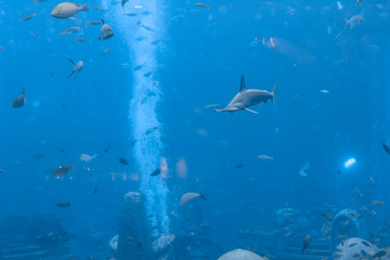 Naklejka premium Hammerhead shark in the aquarium. The great hammerhead (Sphyrna mokarran) is the largest species of hammerhead shark, belonging to the family Sphyrnidae. Atlantis, Sanya, Hainan, China.