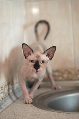 Portrait of cute sphinx cat