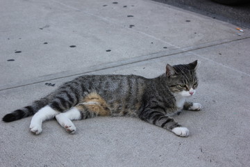 Gray tabby cat with white paws lies on the sidewalk