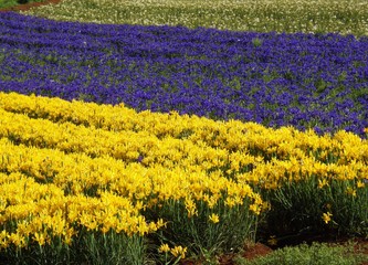 field of yellow,violet and white iris flower 