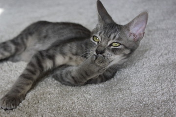A small grey cat with big ears lies on the floor and licks its paw