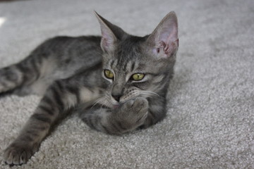 A kitten on the floor looking sideways. Grey tabby cat