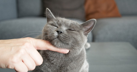 Beautiful British shorthair cat is petted