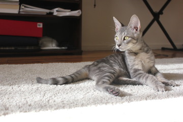 Grey small tabby cat on the floor. Alert cat. Tabby gray cat