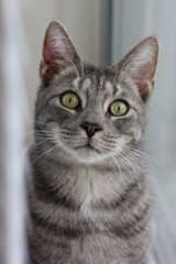 Fototapeta na wymiar A grey tabby cat with green eyes looking straight into the camera