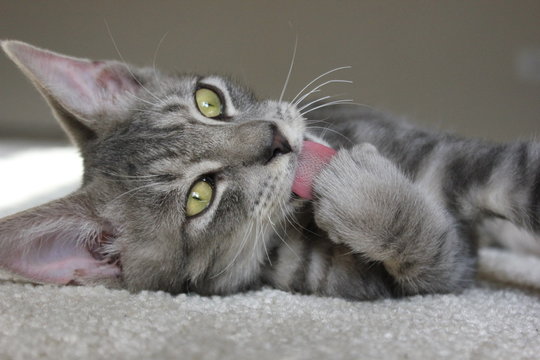 A gray cat lies on the floor and licks its paw. Tabby grey cat. Grey cat with green eyes. Tabby cat closeup