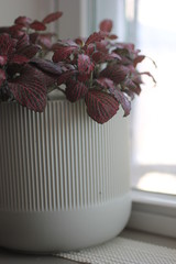 Closeup fittonia nerve houseplant in a cream pot