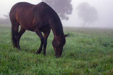 Polana z  wypasającym się koniem spowita poranną mgłą i poranną rosą