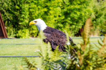 Side view of a Bald eagle, sometimes called the American eagle, the national bird and national animal of the United States