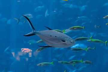 Obraz premium Trachinotus baillonii or small spotted dart in Atlantis, Sanya, Hainan, China. The trachinotus baillonii is an Indo-Pacific species of pompano in the family Carangidae (better known as 