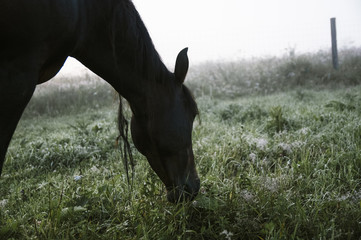 Polana z  wypasającym się koniem spowita poranną mgłą i poranną rosą