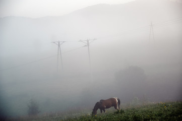 Polana z  wypasającym się koniem spowita poranną mgłą