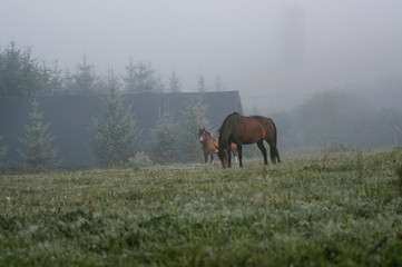 Polana z  wypasającym się końmi spowita poranną mgłą