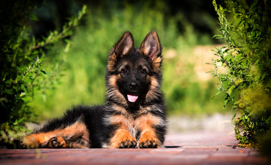 german shepherd puppy lying on the lawn
