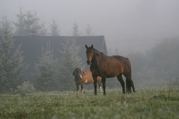 Polana z  wypasającym się końmi spowita poranną mgłą