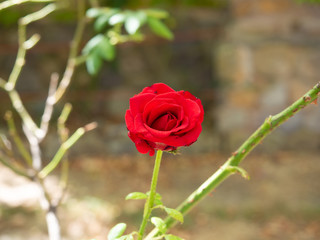 Red rose in a garden in summer