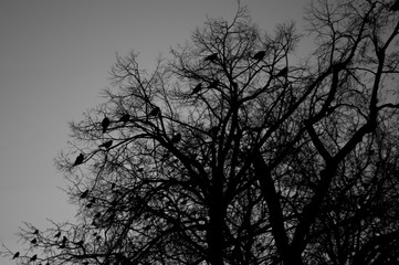 Jesienne drzewo bez liści obsadzone przez kruki i wrony - fotografia sylwetkowa pod słońce o porannej porze - obrazy, fototapety, plakaty
