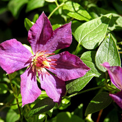 flowers ornamental plants called clematis that often grows on balconies and gardens in the city of Białystok in Podlasie in Poland