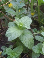 A green mint leaf in a garden
