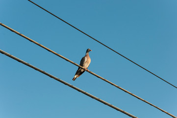 A pigeon perched on the electrical wiring