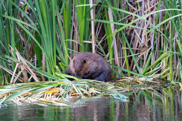 Beaver working on his lodge in the South Platte River in Eleven Mile Canyon Colorado