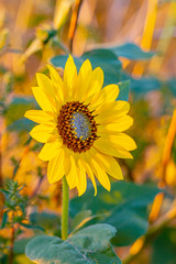 Bright yellow wild sunflowers close up