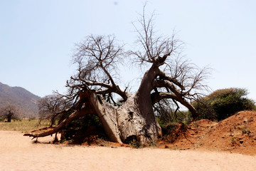If I am asked to mention the biggest tree I know, My response in the Baobab tree! But why are their roots not going deep!