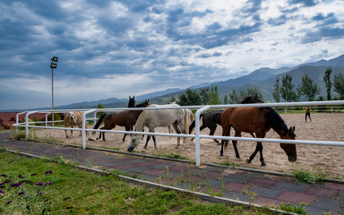 horses on a farm