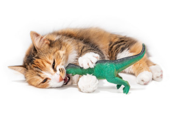 Cat with toy dinosaur in mouth and between the front paws while lying sideways. Playful kitty biting or chewing a large plastic kid toy. Calico long hair fluffy female cat.  Isolated on white.