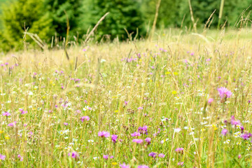 Seasonal wildflowers landscape background in summer forest