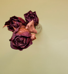 Composición de flores secas con espacio para editar.