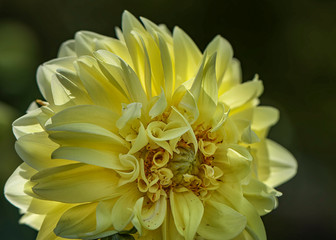 
macro of flowers, made in different gardens