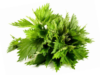 Stinging Nettle on white Background - Isolated