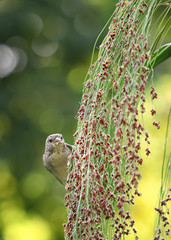 
macro of flowers, made in different gardens
