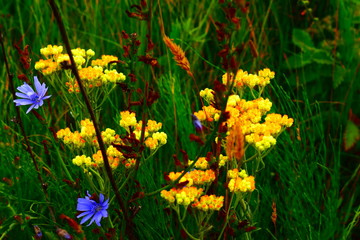 wildflowers