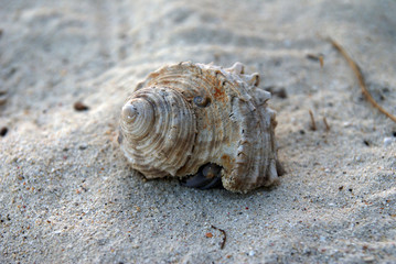 beautiful shell on white sand