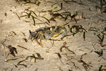 stone crabs came out of the water to hunt
