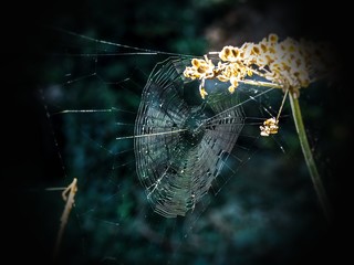 spider on the web - SPIDERS WEB IN THE SUNSHINE