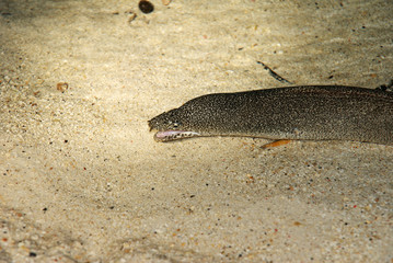 hungry moray eels at low tide came to shallow water for food at night