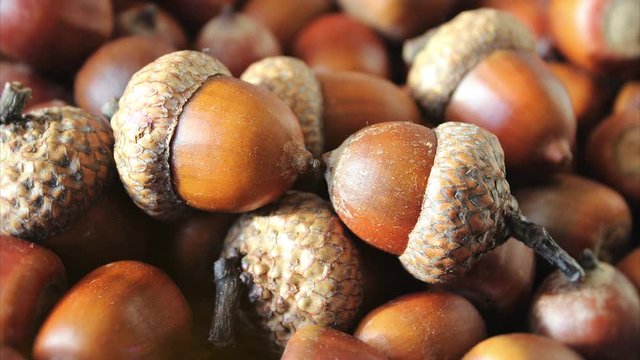Fallen Red Acorns Oak Nuts Lies Among