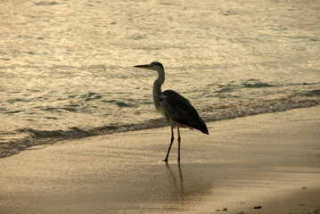 heron hunting on the sandy seashore at sunset