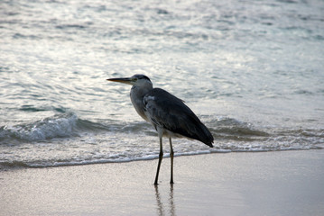 heron hunting on the sandy seashore at sunset