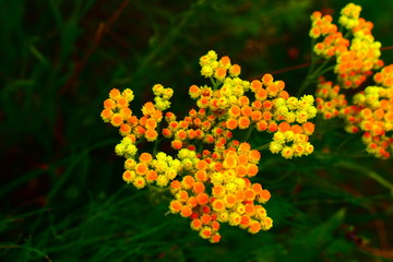 yellow flowers